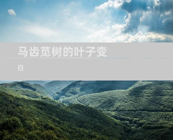 马齿苋树的叶子变白